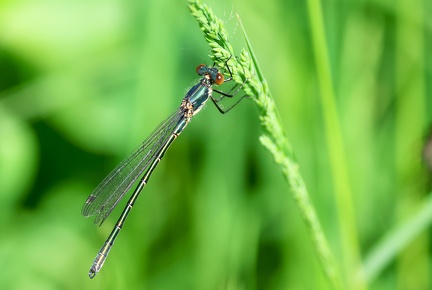 Chalcolestes viridis-4