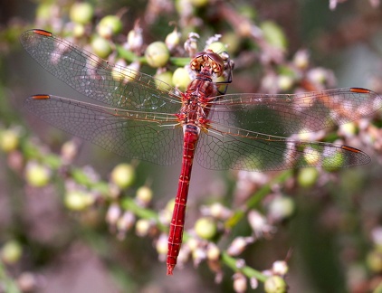 Sympetrum sanguineum-2