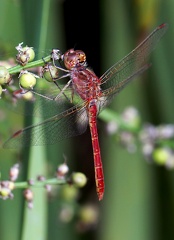 Sympetrum sanguineum-3