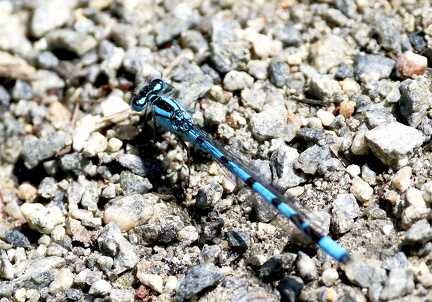 Coenagrion mercuriale-3