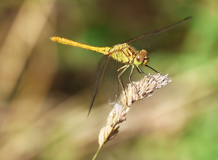 Sympetrum meridionale-41