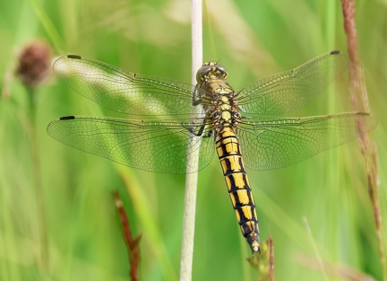 Orthetrum cancellatum-6