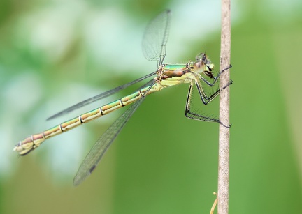  Lestes sponsa-8