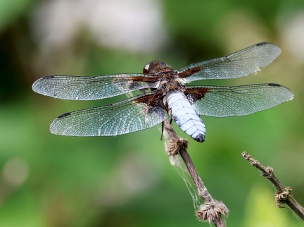 Libellula depressa-6