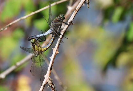 Orthetrum cancellatum-23
