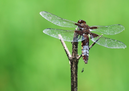 Libellula depressa-9