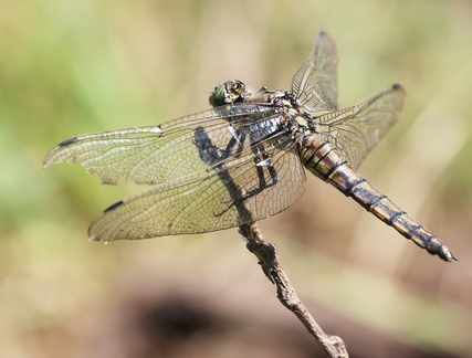 Orthetrum cancellatum-9