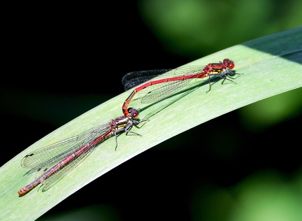Ceriagrion tenellum