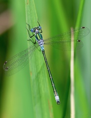 Lestes sponsa-1