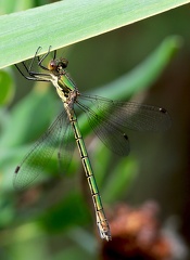 Lestes sponsa-2