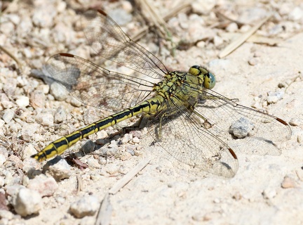 Gomphus pulchellus-3