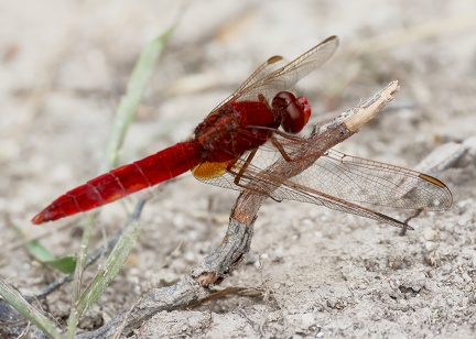 Crocothemis erythraea-3