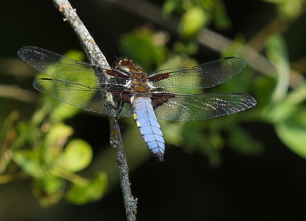 Libellula depressa-2
