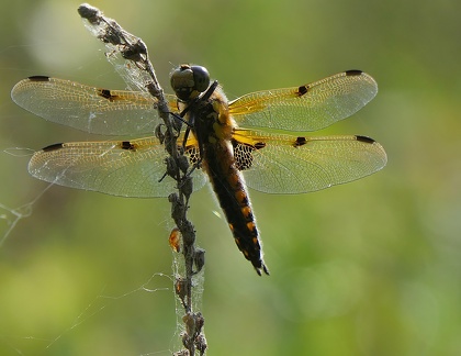 Libellula quadrimaculata-1