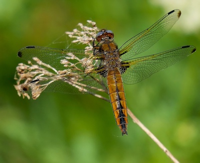 Libellula fulva-1