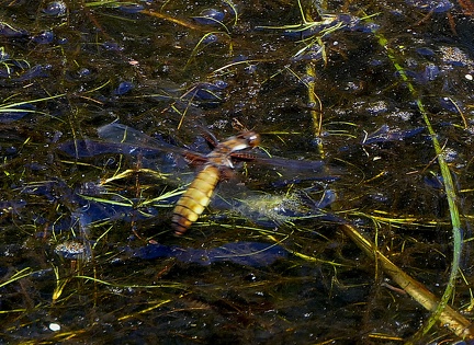 Libellula depressa-4