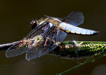 Libellula depressa-3