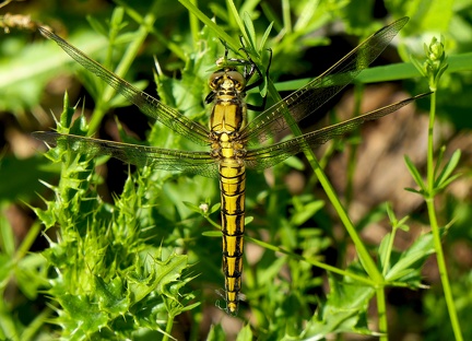 Orthetrum cancellatum-1