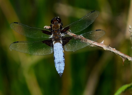 Libellula depressa