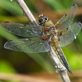 Libellula quadrimaculata