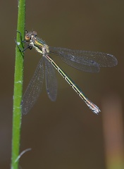 Lestes virens vestalis