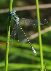 Lestes virens vestalis-1