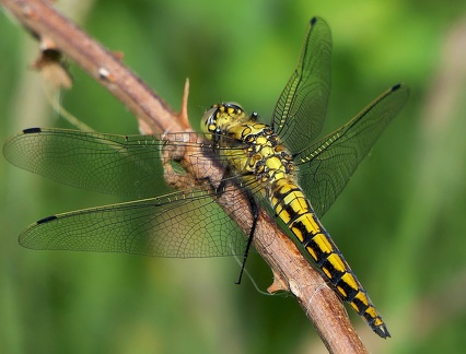 Orthetrum cancellatum-4