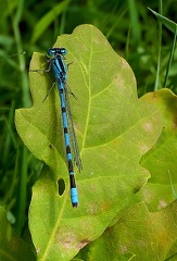 Enallagma cyathigerum