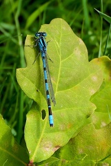 Coenagrion puella