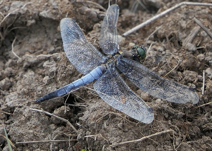 Orthetrum brunneum
