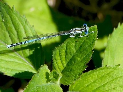 Platycnemis pennipes-1