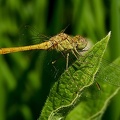 Sympetrum striolatum-2