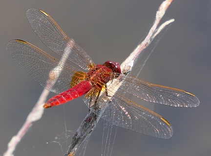 Crocothemis erythraea-1