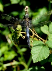 Orthetrum cancellatum-11