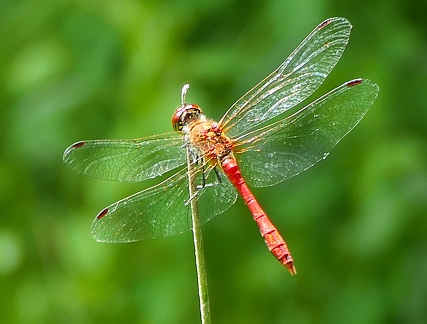 Sympetrum sanguineum-5