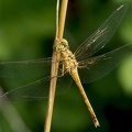 Sympetrum striolatum-1