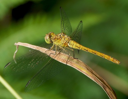 Sympetrum striolatum-3