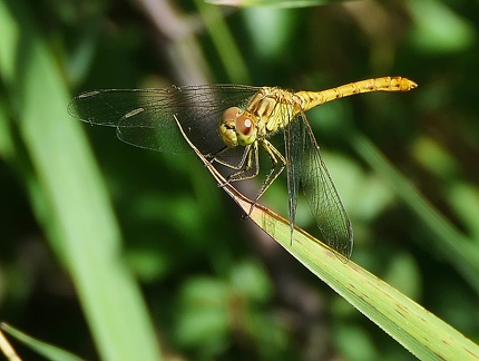 Sympetrum meridionale