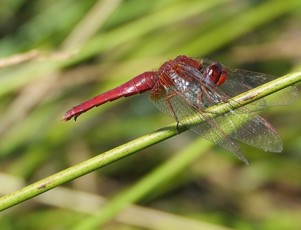 Crocothemis erythraea-2