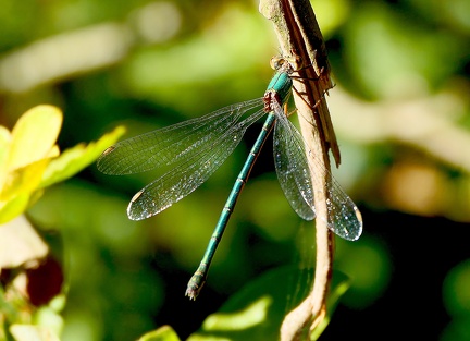 Chalcolestes viridis-2