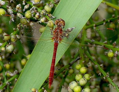 Sympetrum sanguineum-4