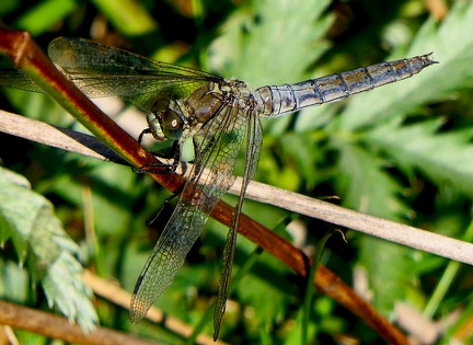 Orthetrum brunneum