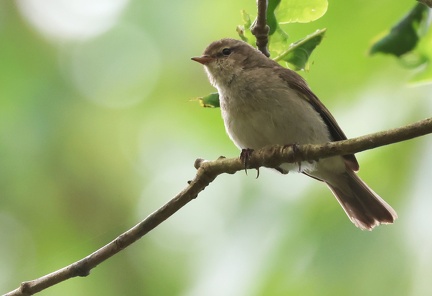 Phylloscopus collybita-2