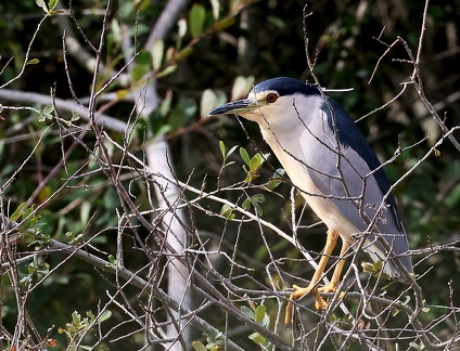 Nycticorax nycticorax-0
