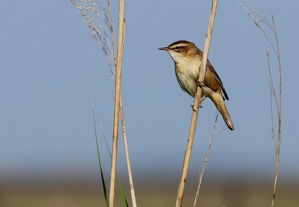 Acrocephalus schoenobaenus