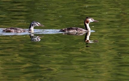 Podiceps cristatus-41