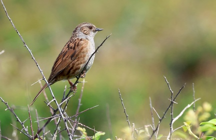 Prunella modularis-5