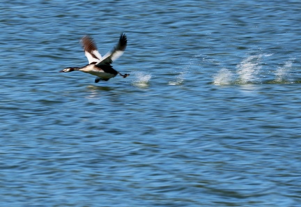 Podiceps cristatus-89