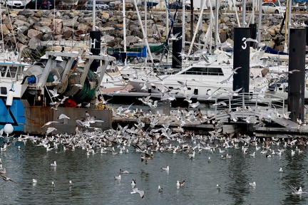 Larus au port