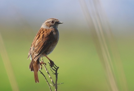 Prunella modularis-4